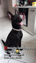Nina da adottare