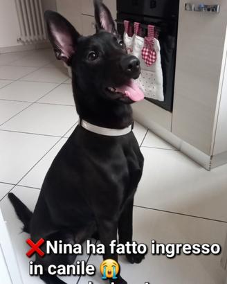 Nina da adottare