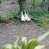 Ochette vari tipi