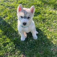 Splendido cucciolo di Siberian Husky