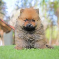 Cucciola di Volpino di Pomerania fulva
