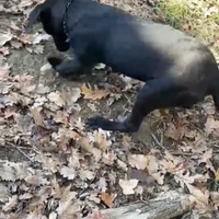 Cane da Tartufo