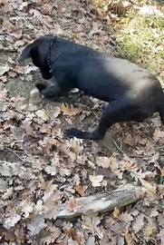 Cane da Tartufo