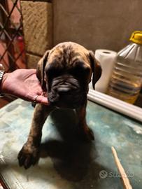 Cuccioli di cane corso