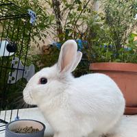 Coniglietto nano