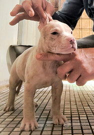 American Pitbull silver merle