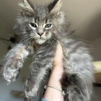 Cucciolo Maine Coon