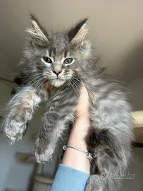 Cucciolo Maine Coon