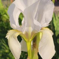 5 Rizomi Iris Germanica Varieta Antica Storica