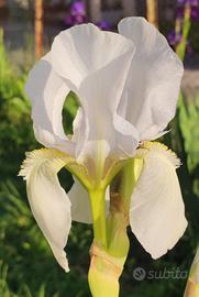 5 Rizomi Iris Germanica Varieta Antica Storica