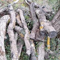 legna da ardere di Olivo