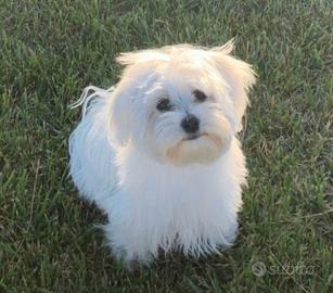 Maltesino mini toy
