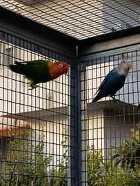 Inseparabili di Fischer