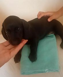 Cucciolo bassotto