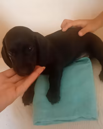 Cucciolo bassotto