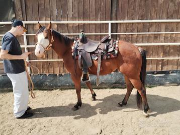 Cavallo