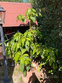 Albero avocado