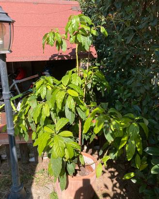 Albero avocado