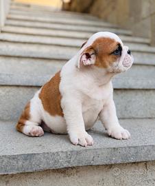 Femmina bulldog inglese