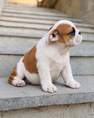 Femmina bulldog inglese