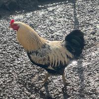 Gallo