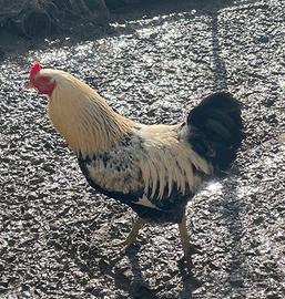 Gallo