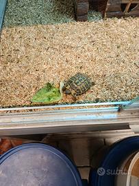 Tartarughe di terra
