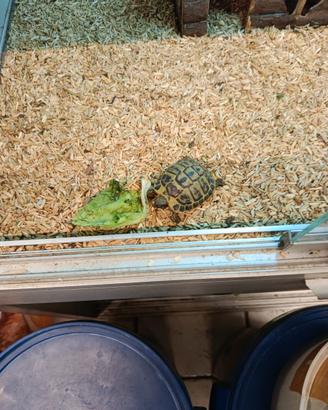 Tartarughe di terra