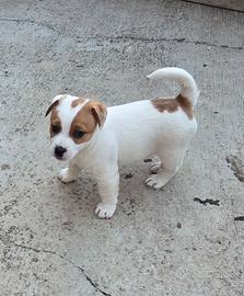 Cuccioli di Jack russell