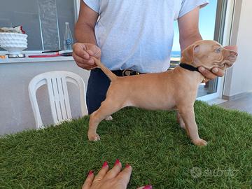 Merican pit bull terrier femmina isabella fawn