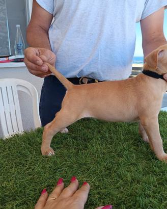 Merican pit bull terrier femmina isabella fawn