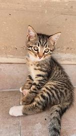 Regal un gattino maschio di due mesi di vita 