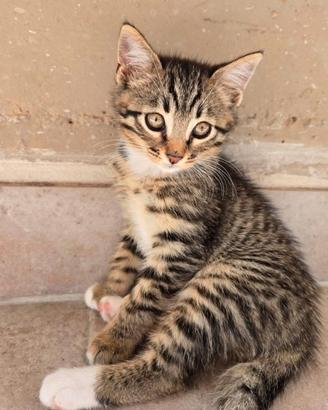 Regal un gattino maschio di due mesi di vita 
