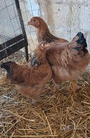 Galline brahma