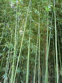 Canne bambù giganti