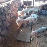 Maialetti doppia coscia