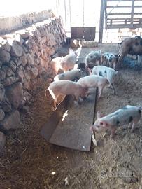 Maialetti doppia coscia