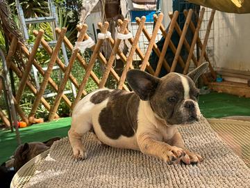 Bulldog francese maschio esotico