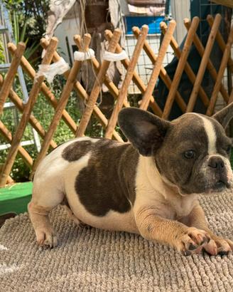Bulldog francese maschio esotico