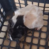 Cavie porcellini d'india