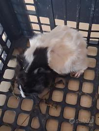 Cavie porcellini d'india