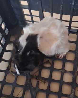 Cavie porcellini d'india