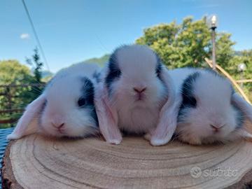 Conigli Minilop cuccioli