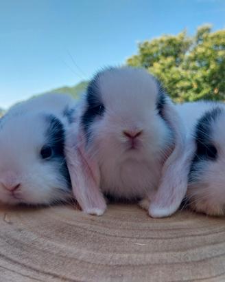 Conigli Minilop cuccioli