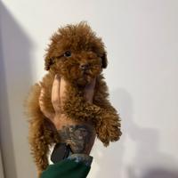 Cucciolo Barboncino Minitoy