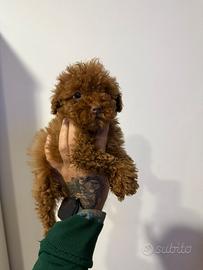 Cucciolo Barboncino Minitoy