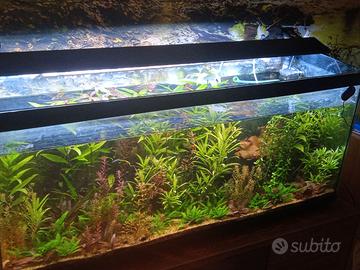 Acquario completo