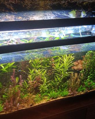 Acquario completo