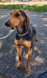 Bobo taglia medio piccola