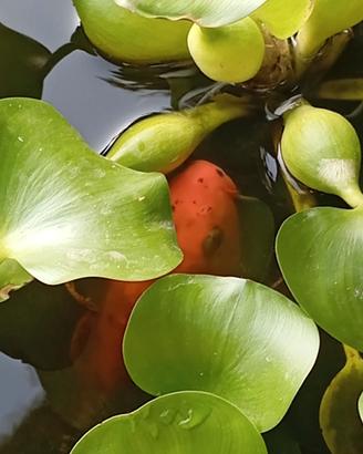 Carpa koi di 22 cm rossa con macchie nere